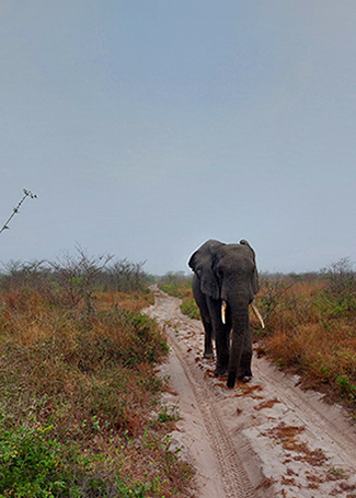 elephant